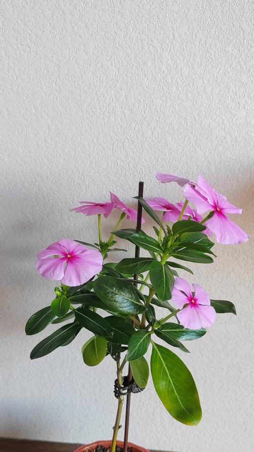 长春花如何扦插？轻松繁殖三十盆的秘诀是什么？