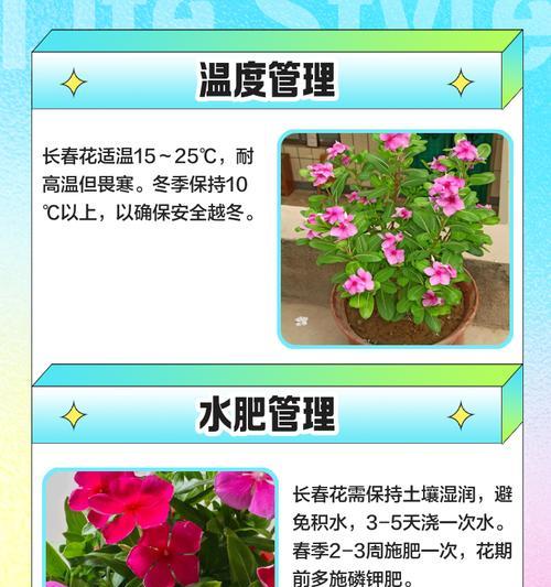 长春花如何扦插？轻松繁殖三十盆的秘诀是什么？