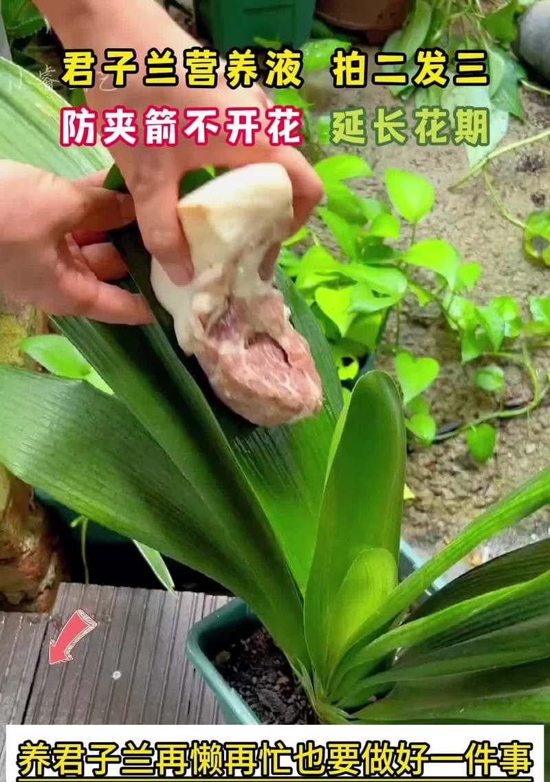 养君子兰应该注意哪些地方？黄叶、烂根不开花的原因是什么？