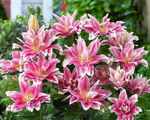 哪些花像“老母猪”？种一棵生一窝的秘诀是什么？