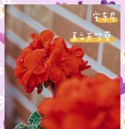 天竺葵喜阳还是喜阴？光照喜好和养护秘诀是什么？