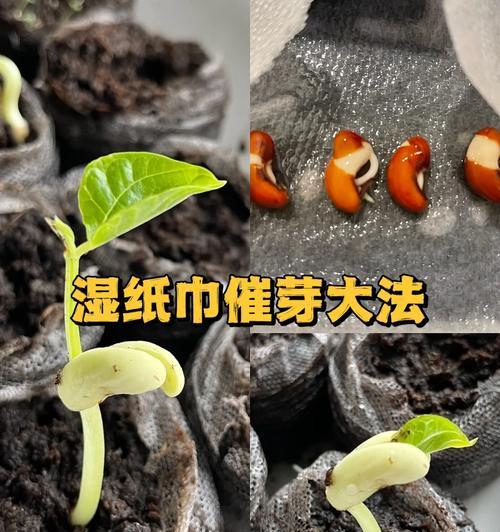 五针松种子如何催芽？催芽方法是什么？