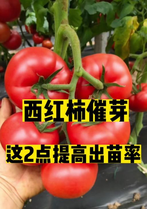 五针松种子如何催芽？催芽方法是什么？