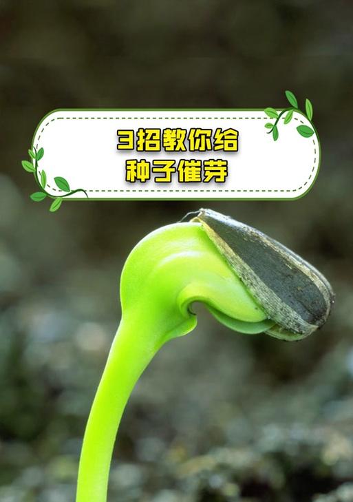 五针松种子如何催芽？催芽方法是什么？