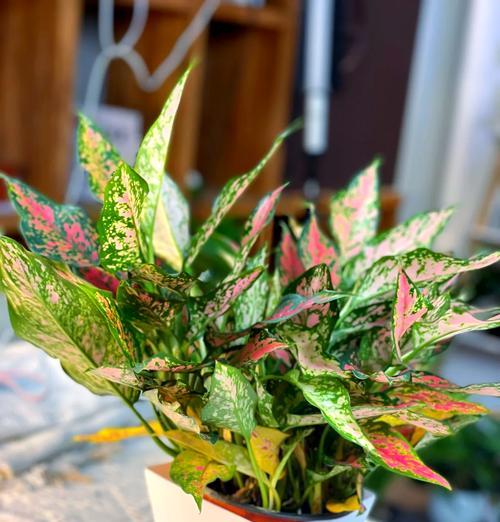 彩叶万年青会开花吗？开花的样子是什么样的？