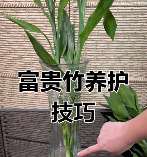 富贵竹如何养护？养护全攻略是什么？