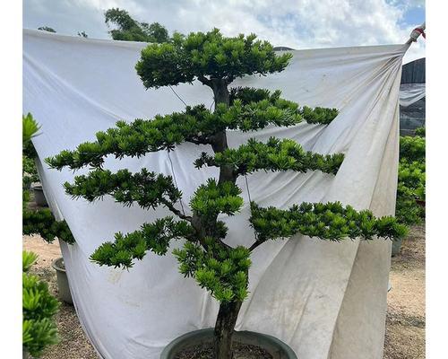 树罗汉松盆景如何制作？制作方法是什么？