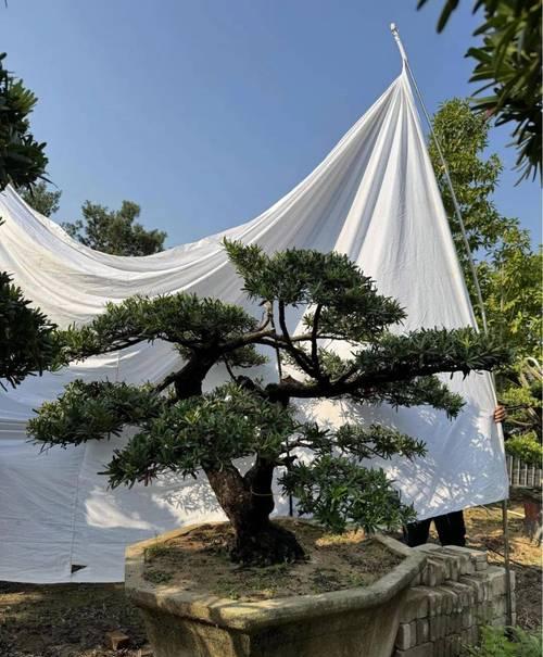 树罗汉松盆景如何制作？制作方法是什么？