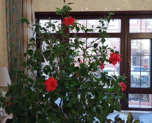 扶桑花如何养护？光照、施肥与修剪技巧是什么？