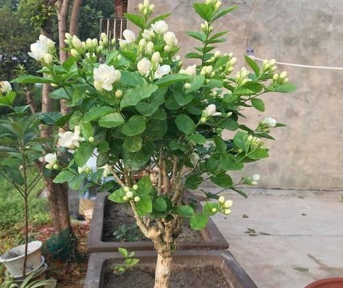 茉莉花哪个品种最好养最香？品种介绍是什么？