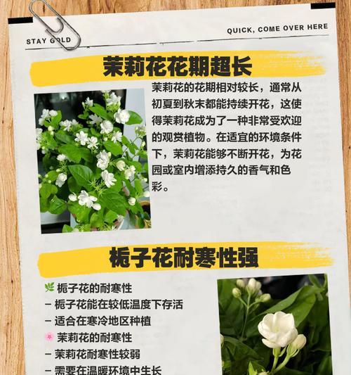 茉莉花哪个品种最好养最香？品种介绍是什么？