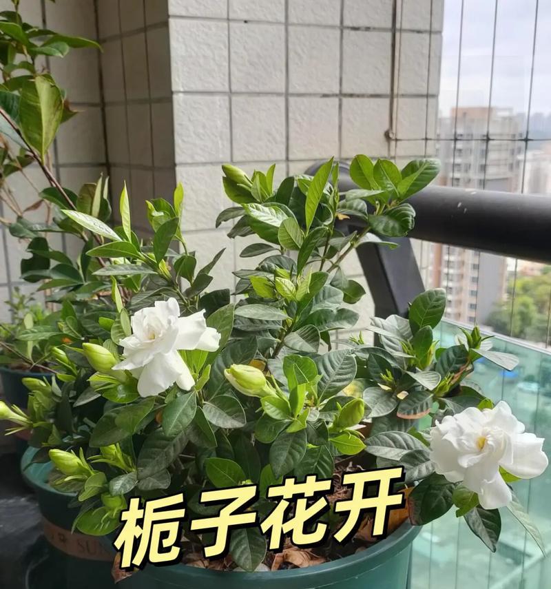 栀子花如何家庭养护？打造常盛不衰的美丽花卉的秘诀是什么？