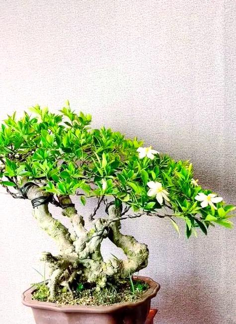 栀子花如何家庭养护？打造常盛不衰的美丽花卉的秘诀是什么？