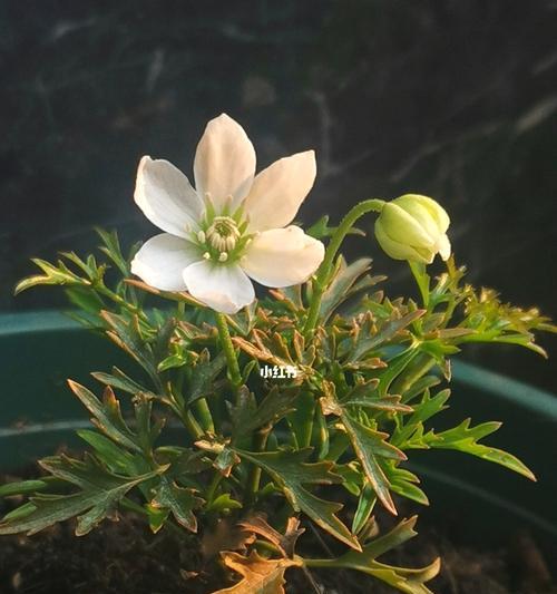 银币铁线莲如何养护？新手花友如何利用其优势？