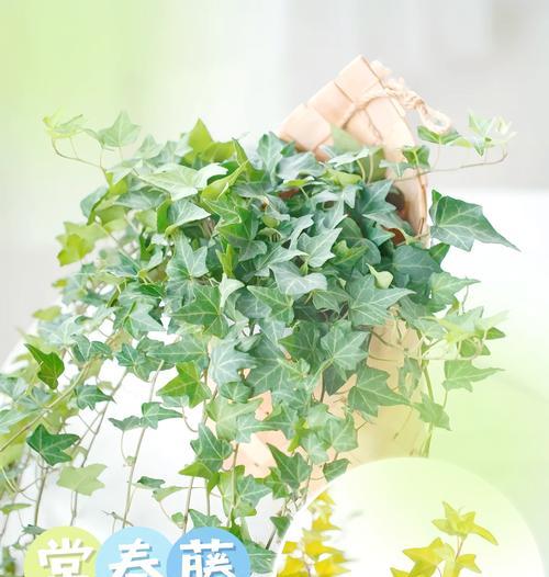 常春藤如何种植？有哪些种植方法及养护要点？