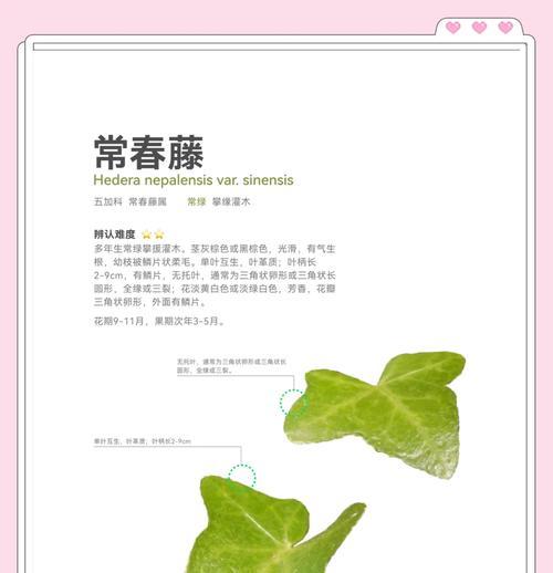 常春藤如何种植？有哪些种植方法及养护要点？