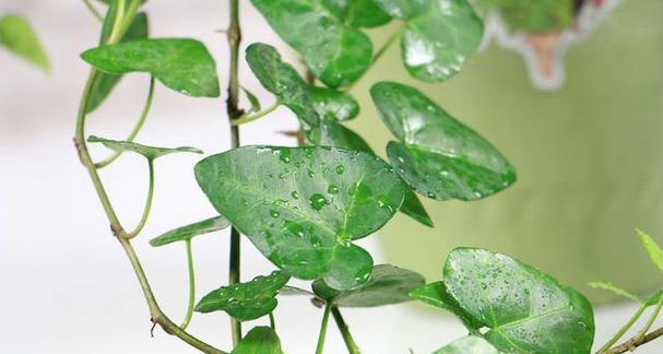 常春藤如何种植？有哪些种植方法及养护要点？