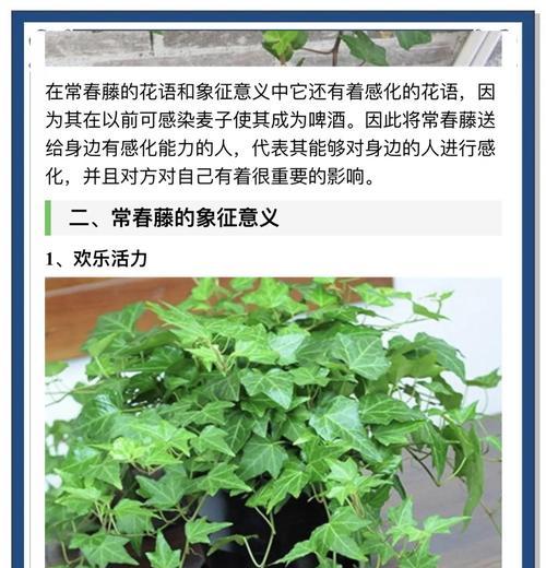 常春藤哪个品种最容易养护？