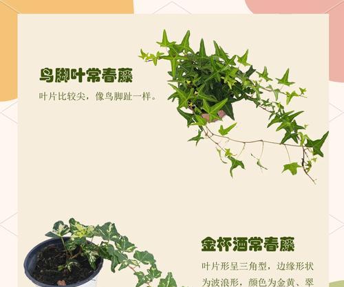 常春藤哪个品种最容易养护？