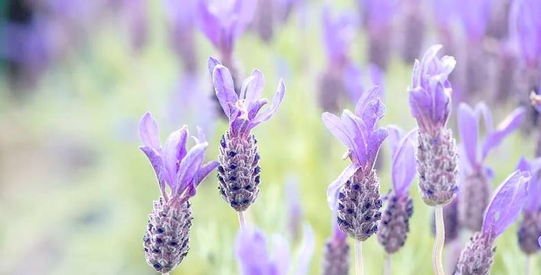 薰衣草如何种植？施肥及养护要点是什么？