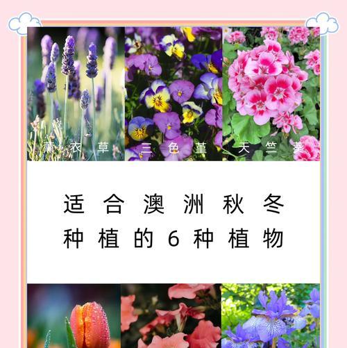 薰衣草如何种植？施肥及养护要点是什么？