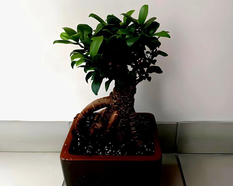 小榕树盆景如何养护？有哪些养护要点？