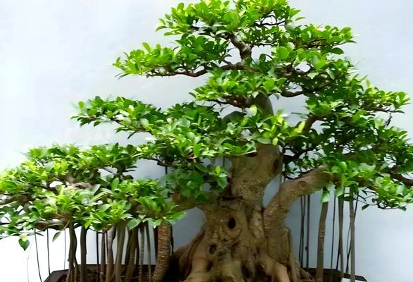 小榕树盆景如何养护？有哪些养护要点？