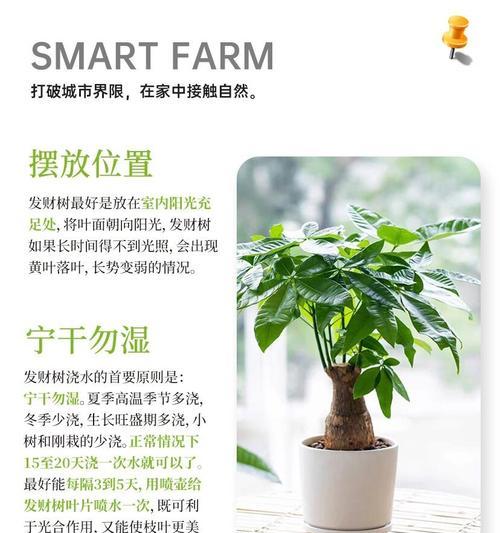 发财树如何养护才能旺盛？