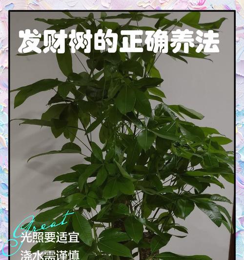 发财树如何养护才能旺盛？