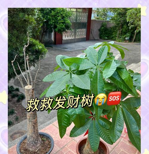 发财树如何养护才能旺盛？