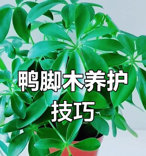 八方来财鸭脚木如何养护？有哪些养护指南？
