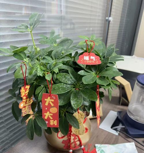 八方来财鸭脚木如何养护？有哪些养护指南？
