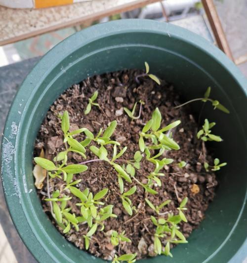 满天星如何种植？有哪些种植方法？