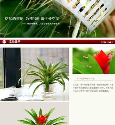 水培鸿运当头如何养护？