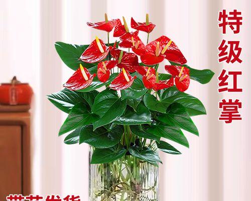 水培鸿运当头如何养护？