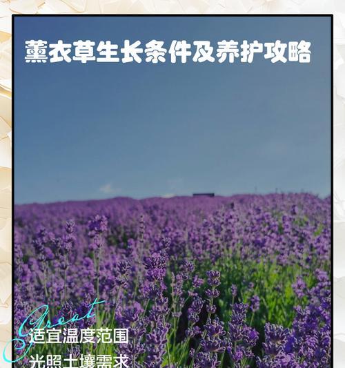 薰衣草有哪些养护要点？