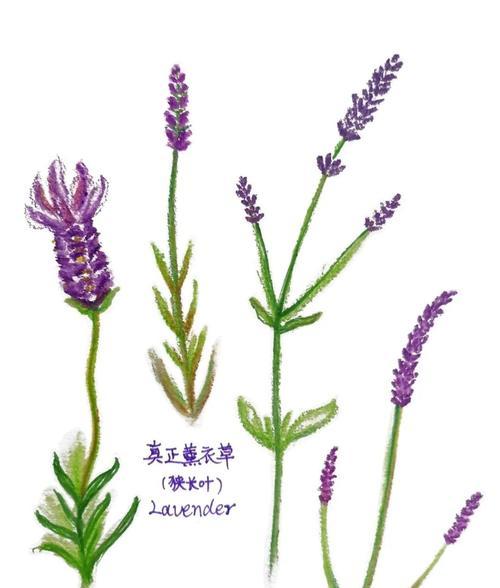 薰衣草有哪些养护要点？