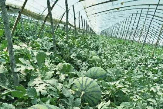 大棚西瓜种植有哪些核心技术？如何从选种到采收全面掌握？