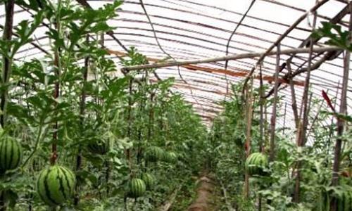 大棚西瓜种植有哪些核心技术？如何从选种到采收全面掌握？