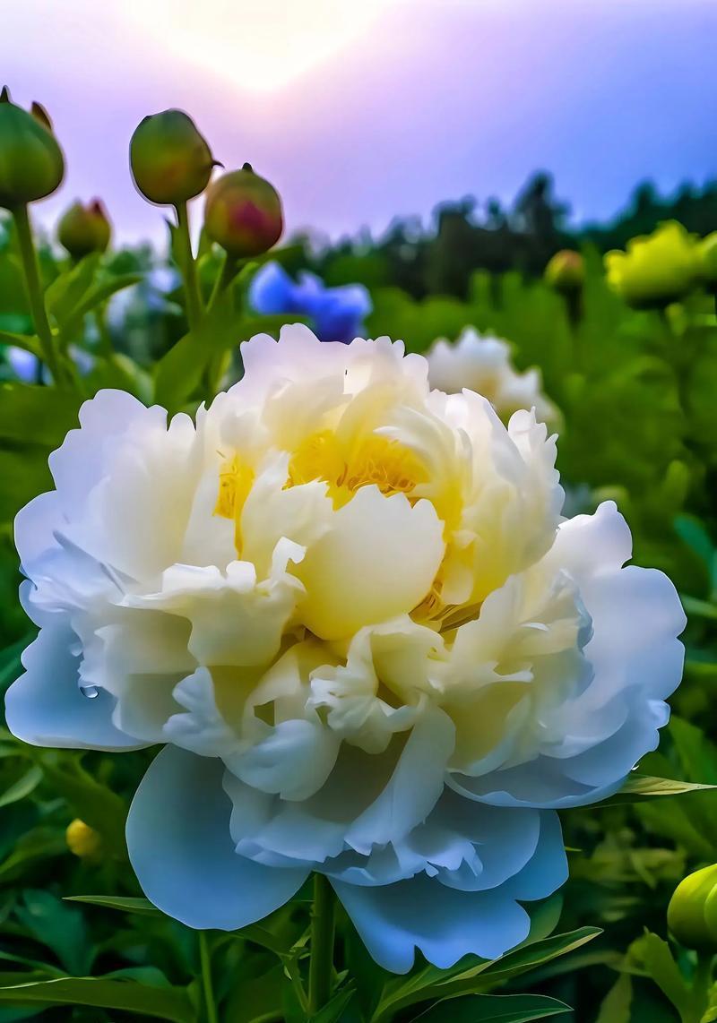 哪些花卉能传达歉意？花语中的“对不起”有哪些？