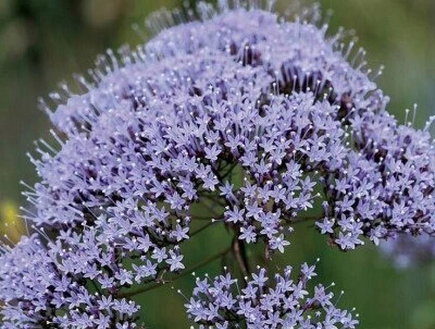 哪些花卉能传达歉意？花语中的“对不起”有哪些？