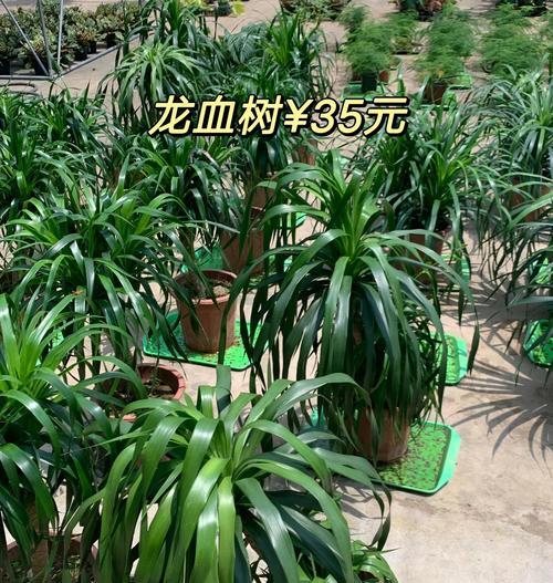 如何种植龙血树?龙血树种植有哪些要点?