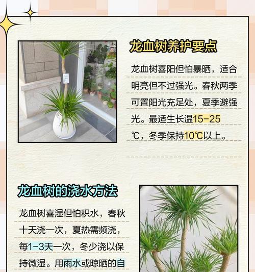 如何种植龙血树？龙血树种植有哪些要点？