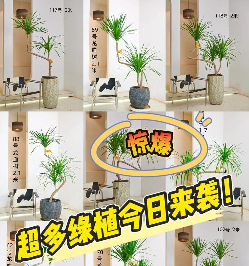 如何种植龙血树？龙血树种植有哪些要点？