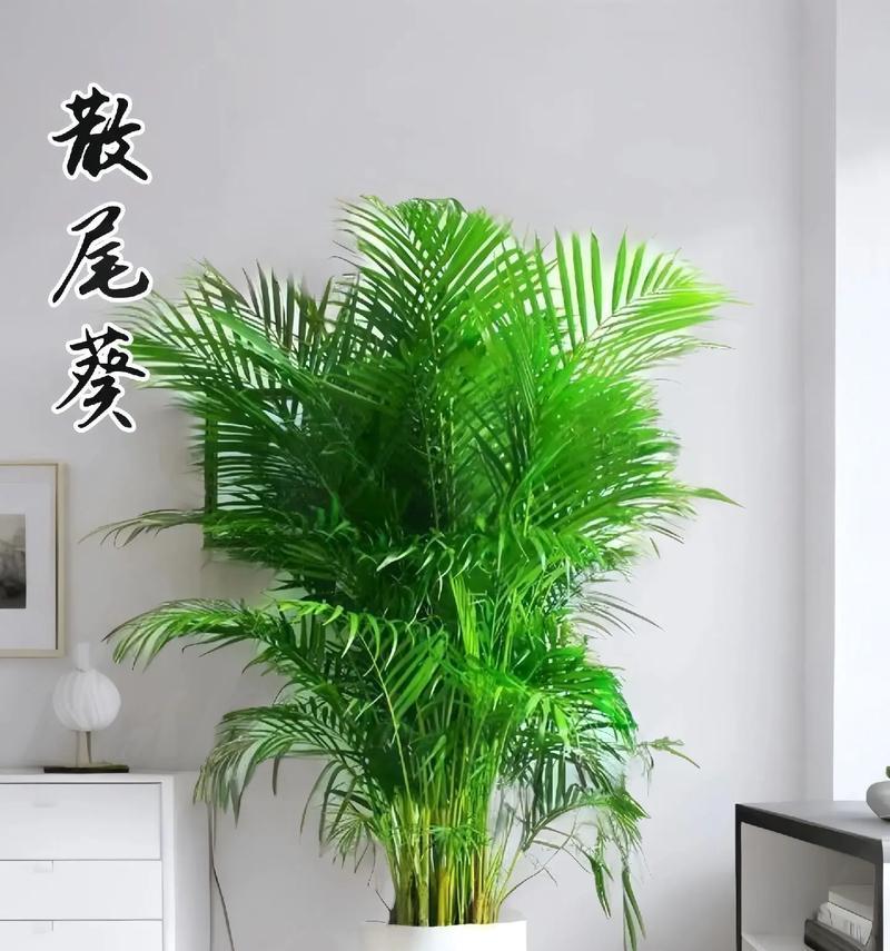 如何养护凤尾竹？凤尾竹如何打造家居绿意空间？
