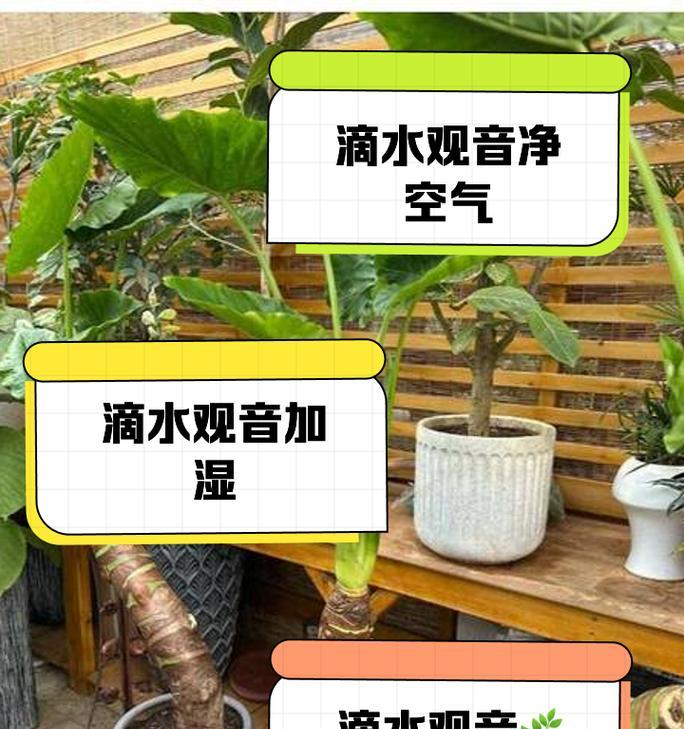 滴水观音水培有哪些要点？如何进行水培养护？
