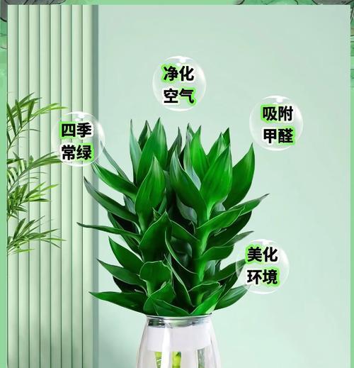 滴水观音水培有哪些要点？如何进行水培养护？