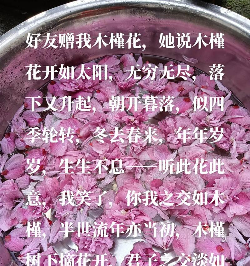 木槿花有哪些好处？为什么现在才知道？