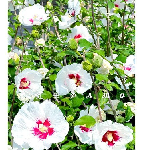 木槿花有哪些好处？为什么现在才知道？