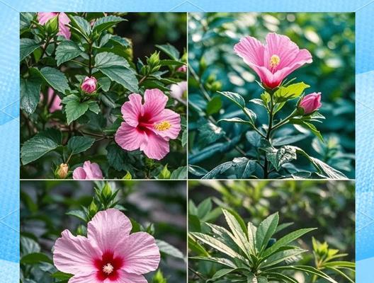 木槿花有哪些好处？为什么现在才知道？